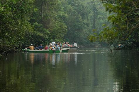 Kinabatangan River Cruises: Wyprawa na łono dzikiej przyrody Borneo!